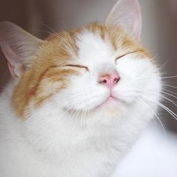 幸せにゃんこ