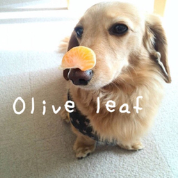 Olive leaf