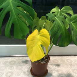 papipu