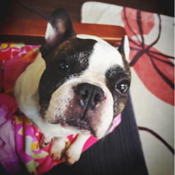 musubi.