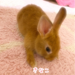 bunny0317