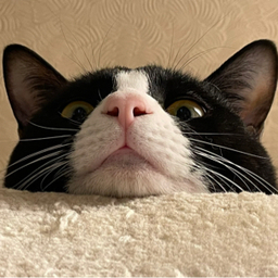 ねこやなぎ𓃠