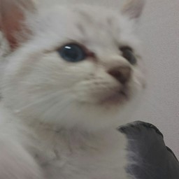こむぎ