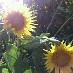 SUNFLOWER
