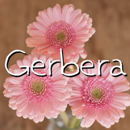 Gerbera