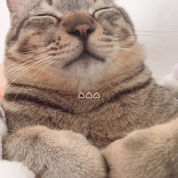 Miwaneko