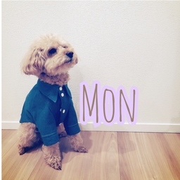 わんこ服-𝕄𝕠𝕟-