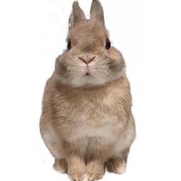 *marron*等身大のフェルトペット