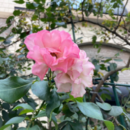 tamiko0809
