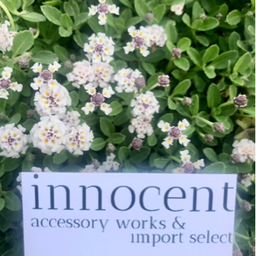 innocent