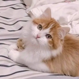 じゅたろうのかいぬし