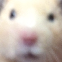 ころにゃんどめいど