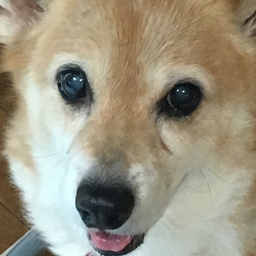 corgimama