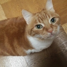 leosaki