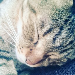 あかね