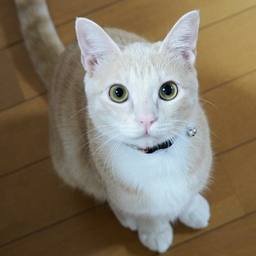hana🐱🌼