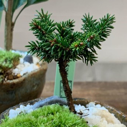 植物大好き