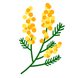 mimosa77