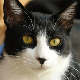 廣井猫-hiroi neko-