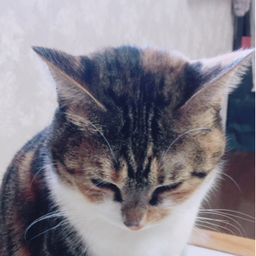 ちゃんまる