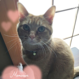 あると❁︎mam