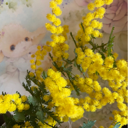 3mimozoo