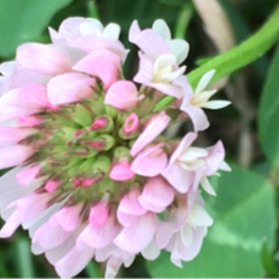 Alyssum