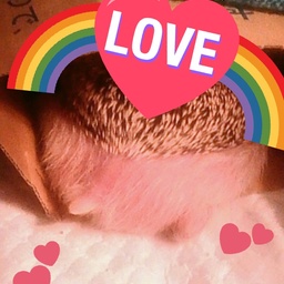 Hedgehog