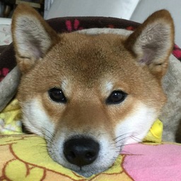 wippo
