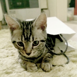 buntae