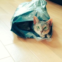 rinpie