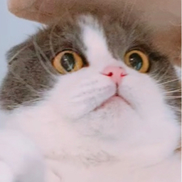 2cats-sakura