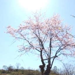 yama-oyaji