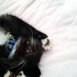 M cat
