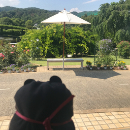 一ノ森ピヨ彦o
