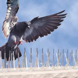 birddeterren