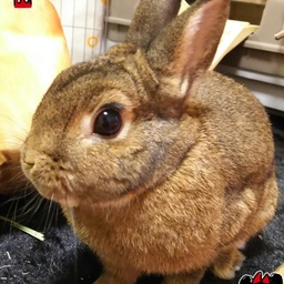 うさぎのダピコ🐰