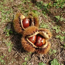 kurikintooon