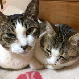 けぇちゃん堂