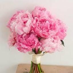 WhiteGardenia