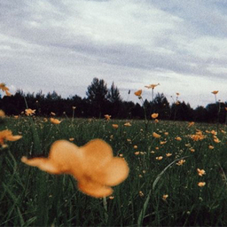 spring-234