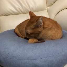 みずようかん