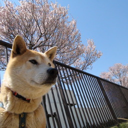 まなかな