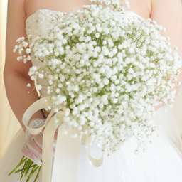 baby’s breath