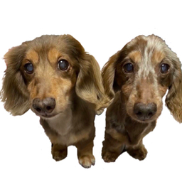 チョコ＆スティッチ