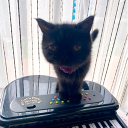 黒猫魔女
