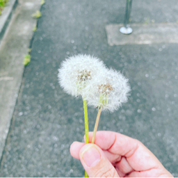 マツ