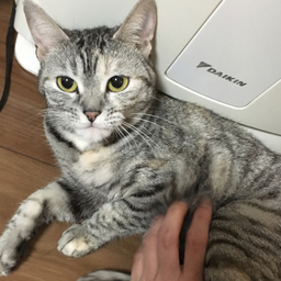 シナモン♡