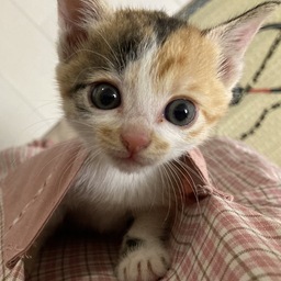 moimoi