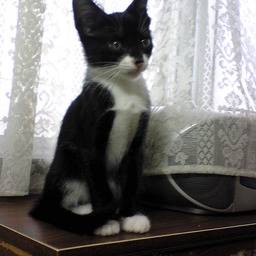 mekineko美樹猫